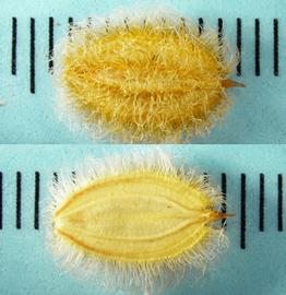   Fruits:   Ammodaucus leucotrichus,nbsp; opposite sides of a mericarp; Photo by N. Diaz, USDA APHIS PPQ, imageID.idtools.org
